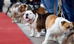 长滩一年一度的斗牛犬盛会-每日新闻