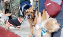 长滩一年一度的斗牛犬盛会-每日新闻