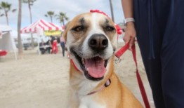 长滩一年一度的斗牛犬盛会-每日新闻