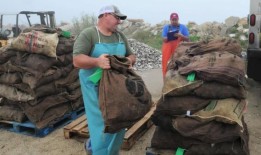 阿拉巴马州野生牡蛎产量下降;捕食者“侵扰”被指责