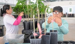 被多产的金鱼拯救了