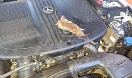 老鼠在2.5亿英镑的住房开发项目中横行，让居民陷入“生活噩梦”