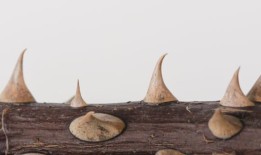 玫瑰的刺是怎么来的？