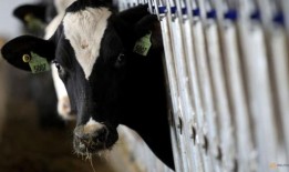 美国农业部将在奶牛中爆发禽流感的美国各州测试绞碎牛肉