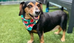 流动卫生部门为当地宠物提供狂犬病诊所