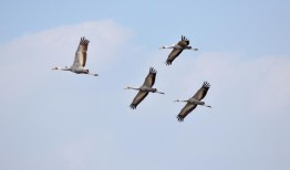 见证清晨成千上万只鹤的魔力