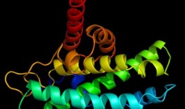 研究人员揭示了蛋白质如何抑制心肌的病理生长