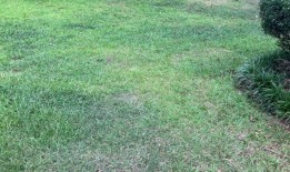 让你的草坪在阿拉巴马州的夏日阳光下保持健康：奥本大学的5个建议