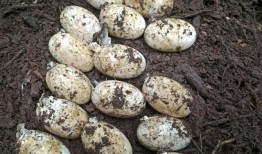 在柬埔寨发现了106个稀有鳄鱼卵，这是20年来最大的一次发现