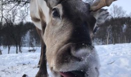 驯鹿同时睡觉和吃饭，在短暂的北极夏季节省宝贵的时间