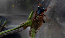 蝉什么时候会消失？这是你对这个夏天的历史性孵化的时间表