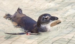 最新科学证实企鹅数量急剧下降