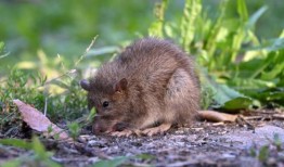 复古巴尔的摩：巴尔的摩老鼠专家曾经用老鼠预测人类将在2027年灭绝——巴尔的摩太阳报