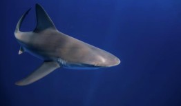 据报道，佛罗里达州和德克萨斯州发生鲨鱼袭击事件，三人受伤