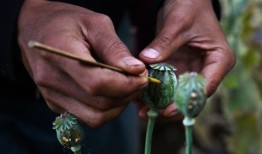 饱受内战蹂躏的缅甸超过阿富汗成为世界上最大的鸦片生产国