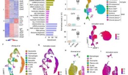 科学家使用核糖体标记来研究神经感染