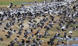 见证清晨成千上万只鹤的魔力