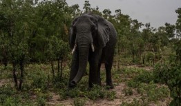 津巴布韦公园的心碎：大象不顾一切地寻找水源