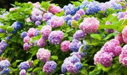 粉色绣球花在特定的花园地点会更快地变成蓝色