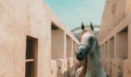 阿尔沙卡布国际阿拉伯马展将在全球舞台上隆重入场